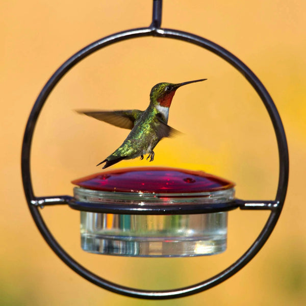 🎉 Last Day Promotion-70% OFF 🎉Hummble Slim Hummingbird Feeder