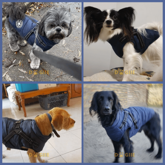 Waterproof pet jacket with built-in straps - FOFOPO