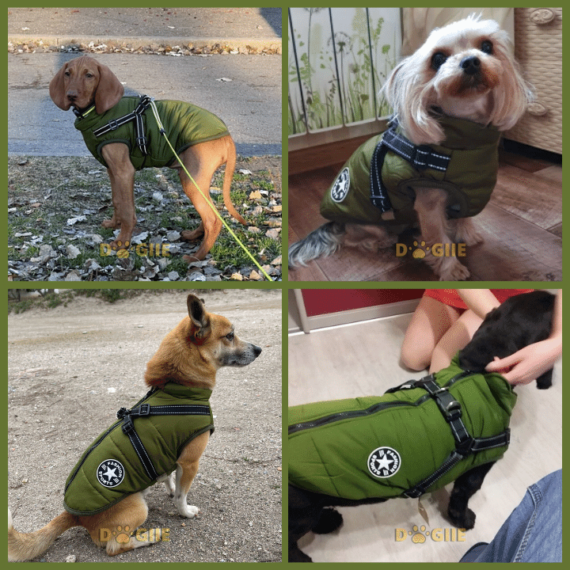 Waterproof pet jacket with built-in straps - FOFOPO